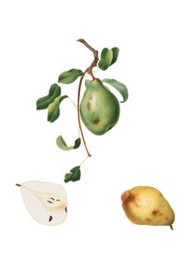 Vintage Pear on White