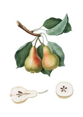 Vintage Pear on White