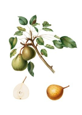 Vintage Pear on White