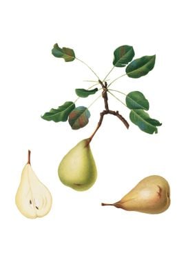 Vintage Pear on White