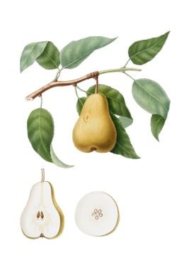 Vintage Pear on White