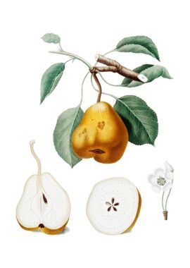 Vintage Pear on White