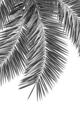 Palm Leaves Tropical 1