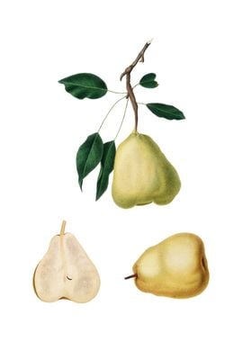 Vintage Pear on White