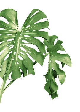 Monstera Beauty 1