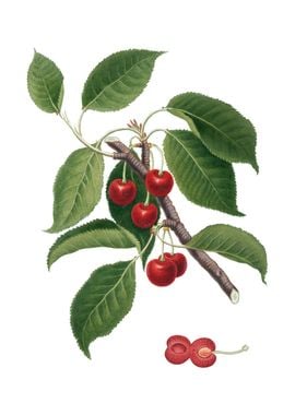 Vintage Sour Cherry Fruit