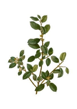 Vintage Italian Buckthorn