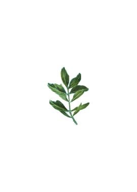 Buxus Colchica Twig Plant