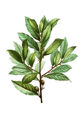 Vintage Bay Laurel Plant