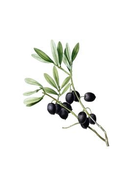 Vintage Olive Tree Branch