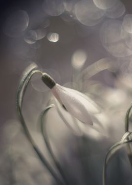 White spring snowdrops