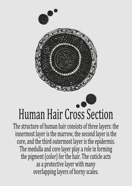 Human Hair Cross Section