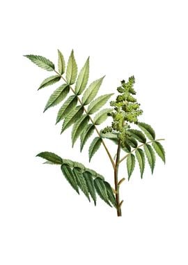 Vintage Staghorn Sumac