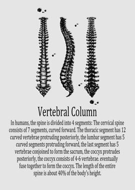 Vertebral Column