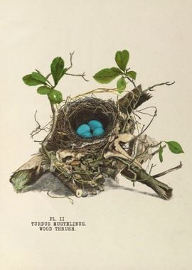 The nests and eggs of bird