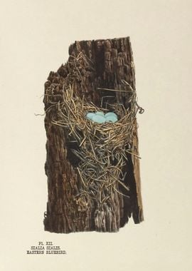 The nests and eggs of bird