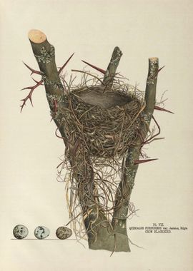 The nests and eggs of bird