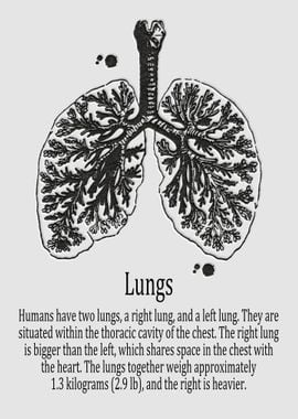 Lungs