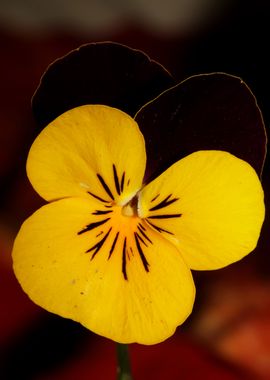 Viola flower blossom macro