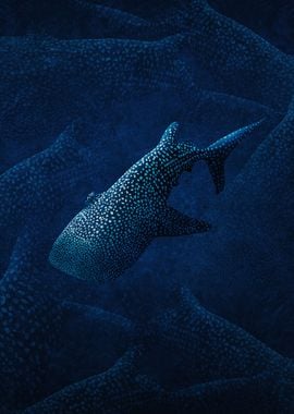 Whale Sharks