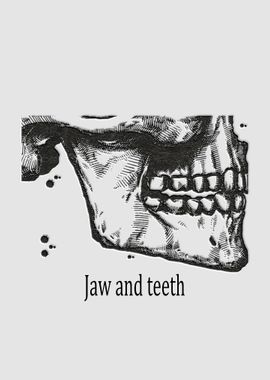 Jaw and teeth