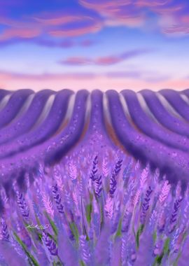 Lavender field