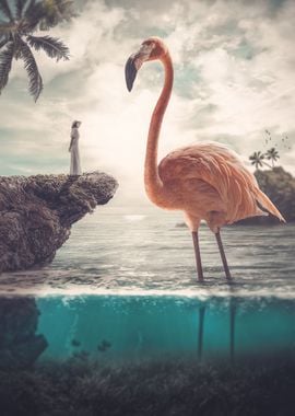 Curious Flamingo