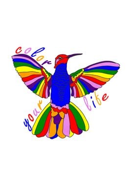 Rainbow Hummingbird