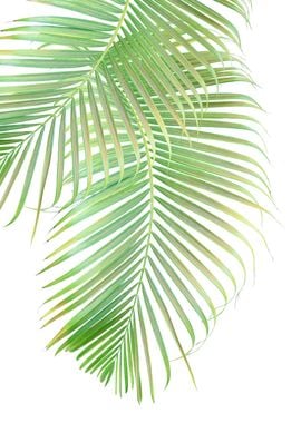 Palm Leaf Delicado 1