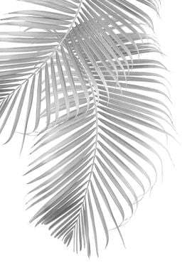 Palm Leaf Delicado 2