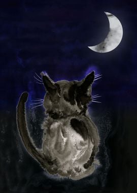 Cat in the night