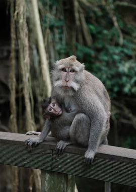 Monkey Mom and Child