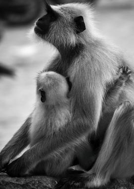 Monkey Mom and Child