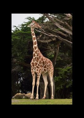 Giraffe