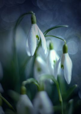 White snowdrops, macro