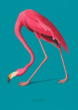 Pink Flamingo Japanese