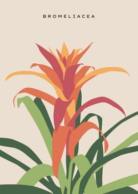 Orange Bromeliacea flower