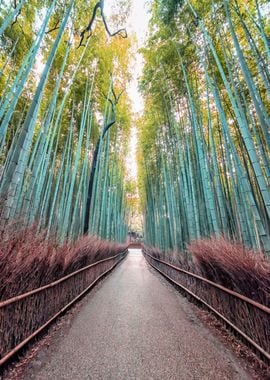 Bamboo Alley