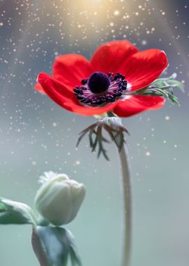 Red anemone flower, macro