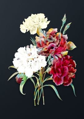 Vintage Carnation Flower