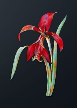 Vintage Amaryllis Flower