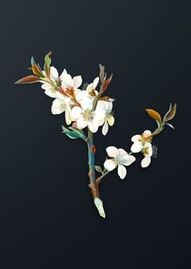 Vintage Almond Tree Flower