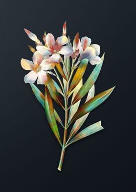 Vintage Oleander Flower