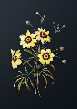 Vintage Coreopsis Elegans