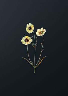 Perennial Dyers Coreopsis