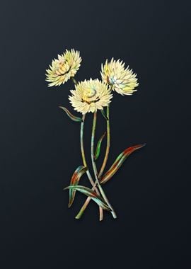 Helichrysum Flower Branch