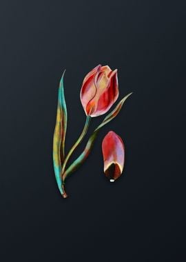 Vintage Suns Eye Tulip