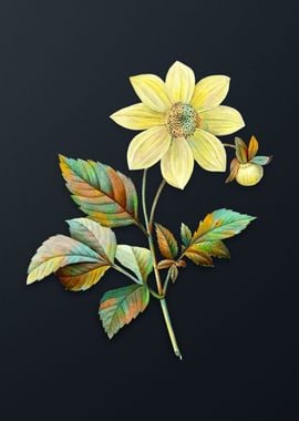 Vintage Dahlia Simplex