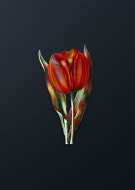 Gesners Tulip Branch