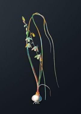 Vintage Albuca Flower